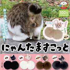 (AMUSE) capsule にゃんたますこっと