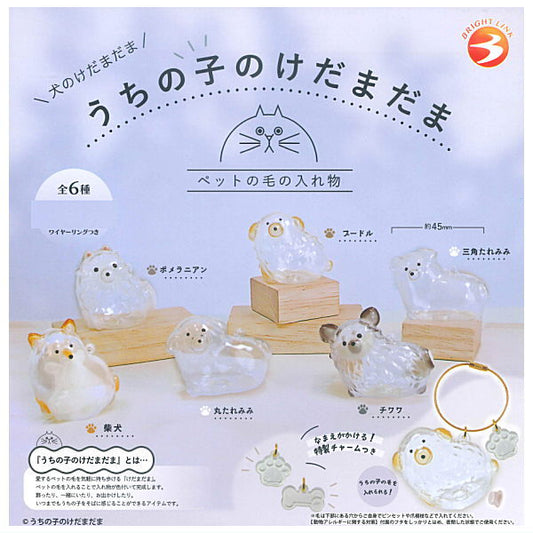うちの子のけだまだま 犬のけだまだま