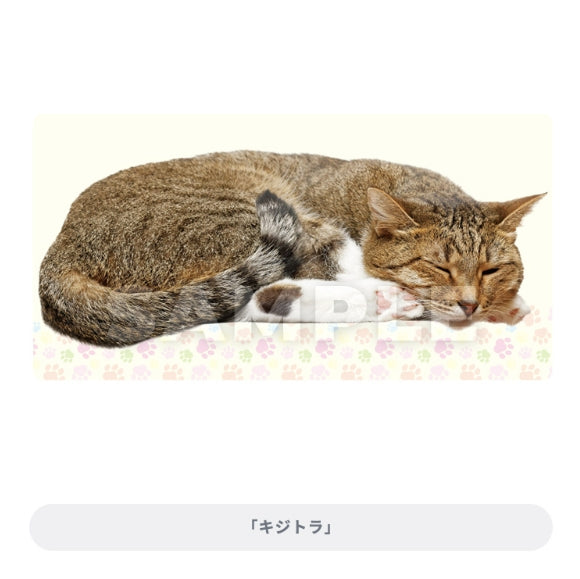 C賞 (Broccoli) ブロッコリートレカアイテムくじEX「猫これくしょん」
