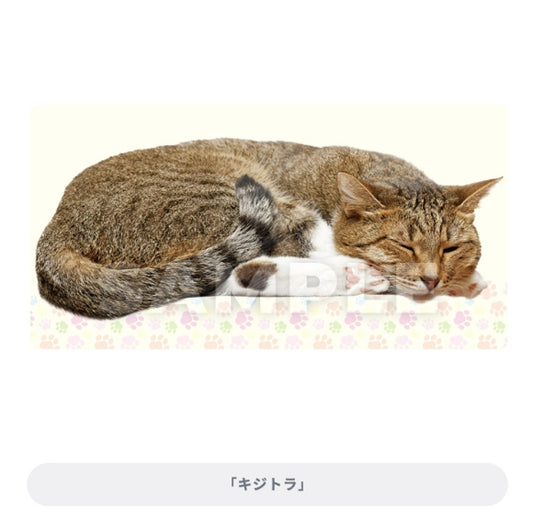 C賞 (Broccoli) ブロッコリートレカアイテムくじEX「猫これくしょん」