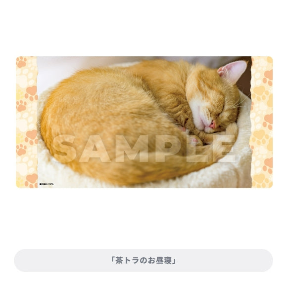 Last賞(Broccoli) ブロッコリートレカアイテムくじEX「猫これくしょん」